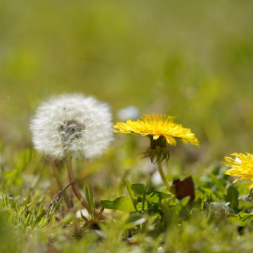 Spring Cleaning-Kidney Support blend